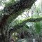 Fern Infestation
