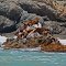 Sea Lions