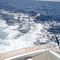 Striped Marlin Fishing
