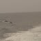 Dolphins travelling to Santa Catalina