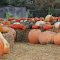 Pumpkin Farm in Fallbrook, CA