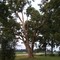 Pecan Tree in Yard, Aug 2007