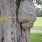 Burl on a tree that looks like a face. Moundville Archaeological Park. 7/6/2007.