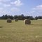 Stewart, Al hay pasture