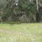 L. Manatee River Preserve.-Upper Tract: near E. end