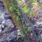 Resurrection ferns:  Upper L. Manatee
