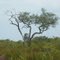 Oaks: 1 alive, 1 dead.   South Fork Tract scrub area
