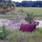 Old homestead--not much left.  Southfork Tract