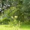 Sylvan arches:  South Fork tract