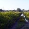 Wet trail at Balm Scrub preserve