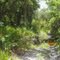 Brownwater stream at Balm Scrub west tract