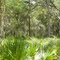 Palmetto glade at Balm Scrub near eastern fence