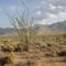 Ocotillo, Anza Borrego, December 2002
