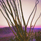 Borrego Desert Dawn-Ca