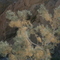 Smoke tree, Fish creek