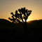 Joshua tree Ntl Pk