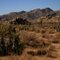 Embarking on Boy Scout Tr to Willow Hole Tr, Joshua Tree NP