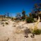 Desert Scene