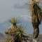 Joshua Tree