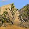 55. Joshua tree NP, California