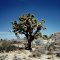 Joshua Tree -Joshua Tree NP CA 2-17-1996
