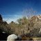 Willow Hole -Joshua Tree NP CA 3-1-1996