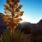 Joshua Tree National Monument, 1977