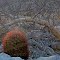 Elephant tree, barrel cactus, and bajada landscape near mouth of Alma Canyon