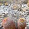 Barrel cacti and young ocotillo, Alma Wash, Vallecito Mtns foothills