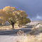 Autumn Tree at Pahranagat National Wildlife Refuge