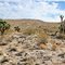 Joshua Tree near Pahranagat National Wildlife Refuge, Nevada (U.S.A.)