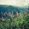 Greenery Long Cheng, Laos (1994)