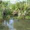 Jean Lafitte Swamp Tour