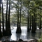 Beaver Pond