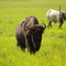 Global Wildlife Center, Folsom, LA