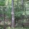 pretty crowd condo for woodpeckers