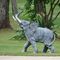 Oli Elephant