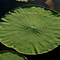 Lily at Cypress