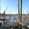 Wetlands in Busse Woods