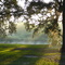 Aguillard Oaks