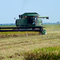 Egrets near combine cutting rice