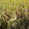 Rice on Lyons Farm