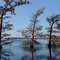 Cypress on Lake Arthur