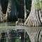 Mirrored Trees in Bayou de Siard