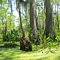 honey island swamp near slidell louisiana