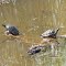 Turtles Sunning