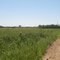 Wheat Fields near Bodoc