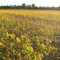 Soybean Field on Blue Bell Road