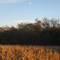 Farmfield & Geese on Blue Bell Road