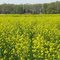 Broccoli Rabe on Blue Bell Road